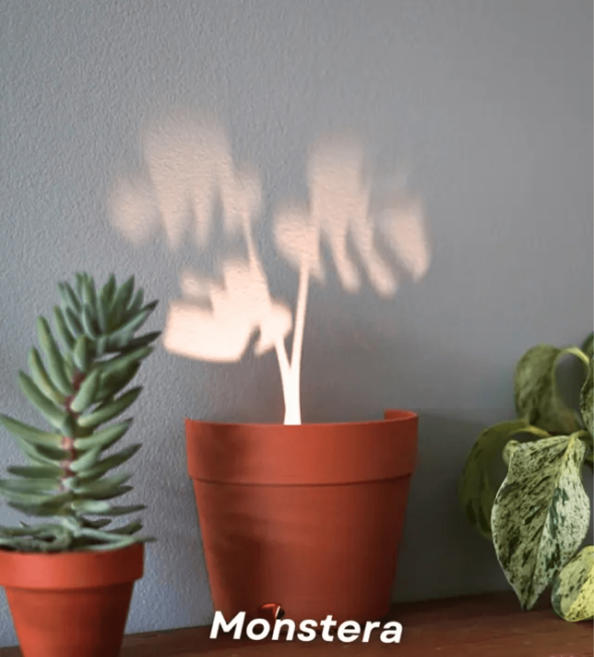 Plant Pot Light Projections